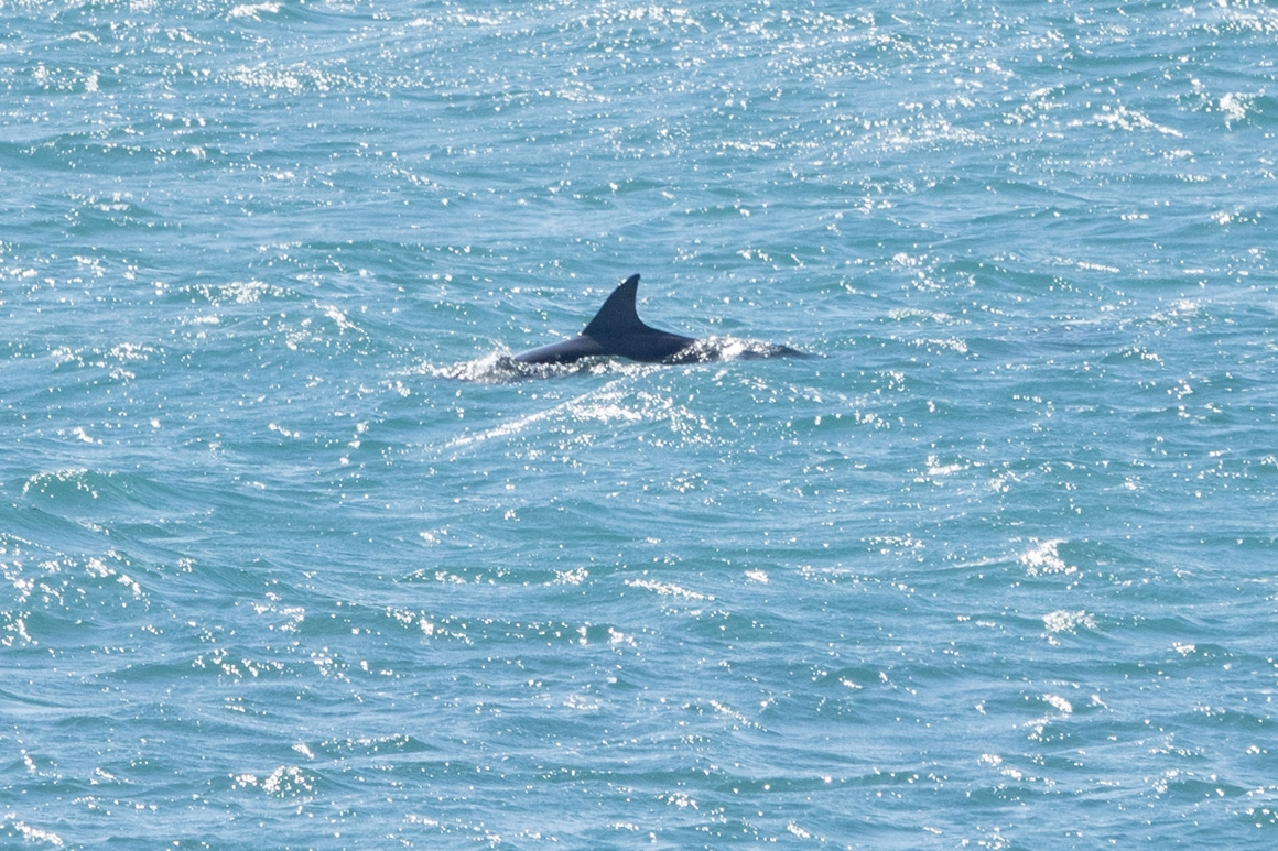 Dolphin Watching Tour at Hamo Beach, Jeju